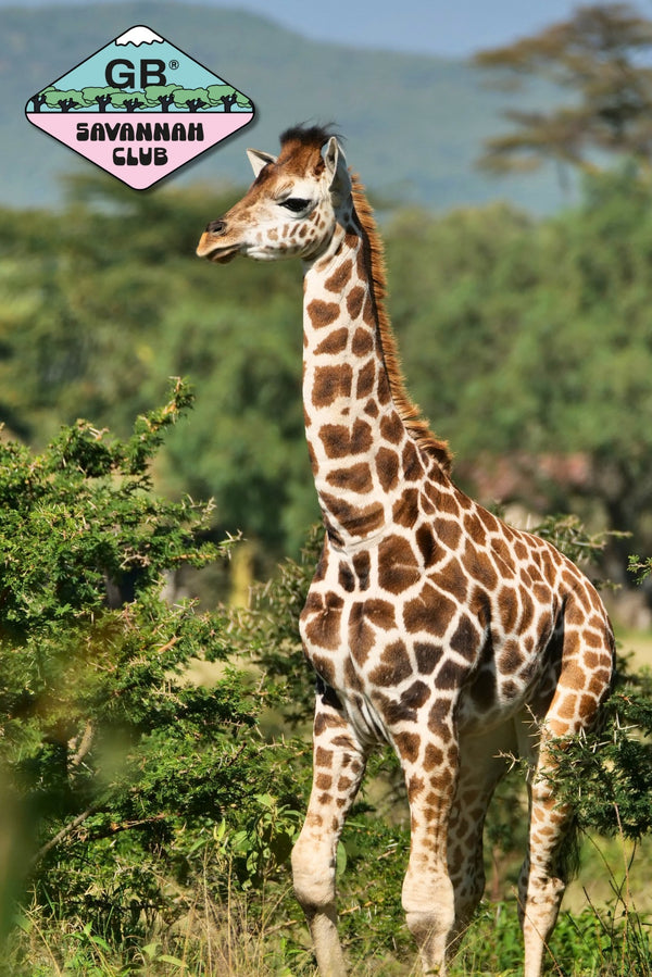 Parraine un girafon - Marie