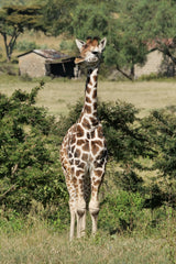 Parraine un girafon - Marie