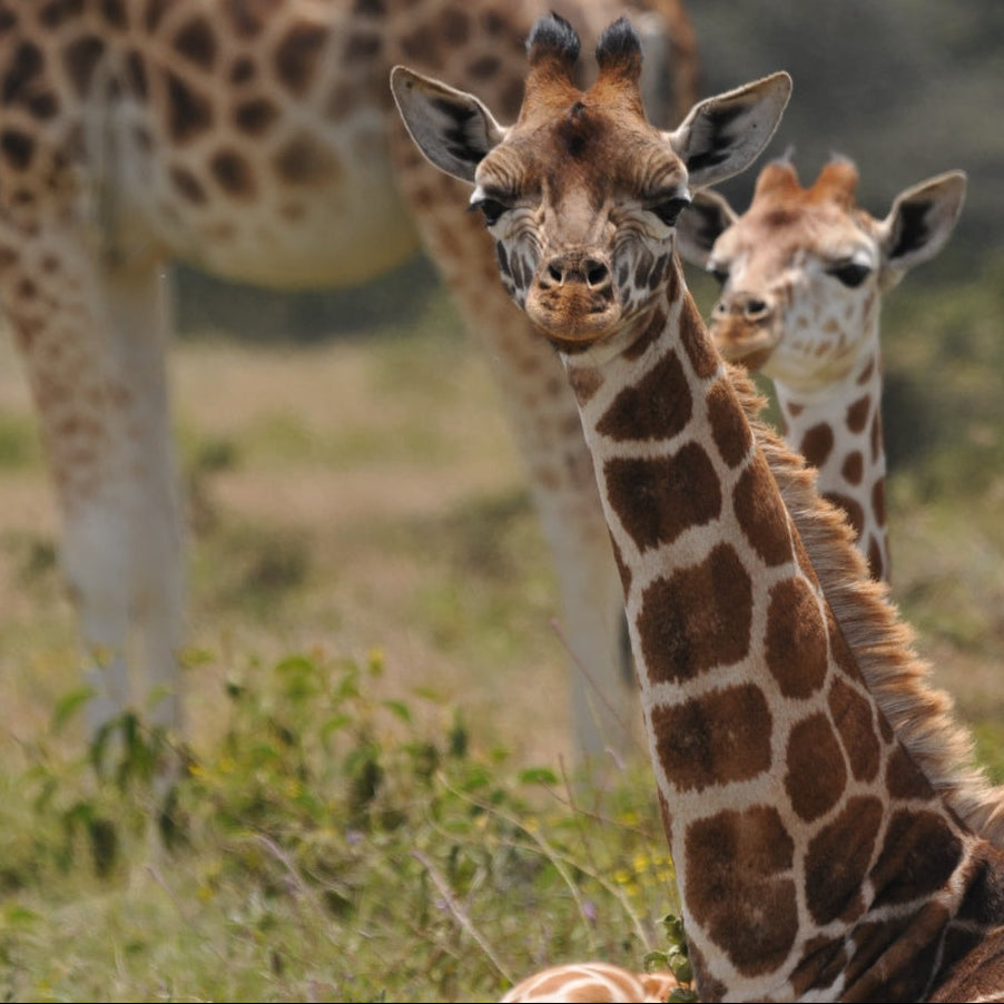 Girafes sauvages – Niger & Kenya